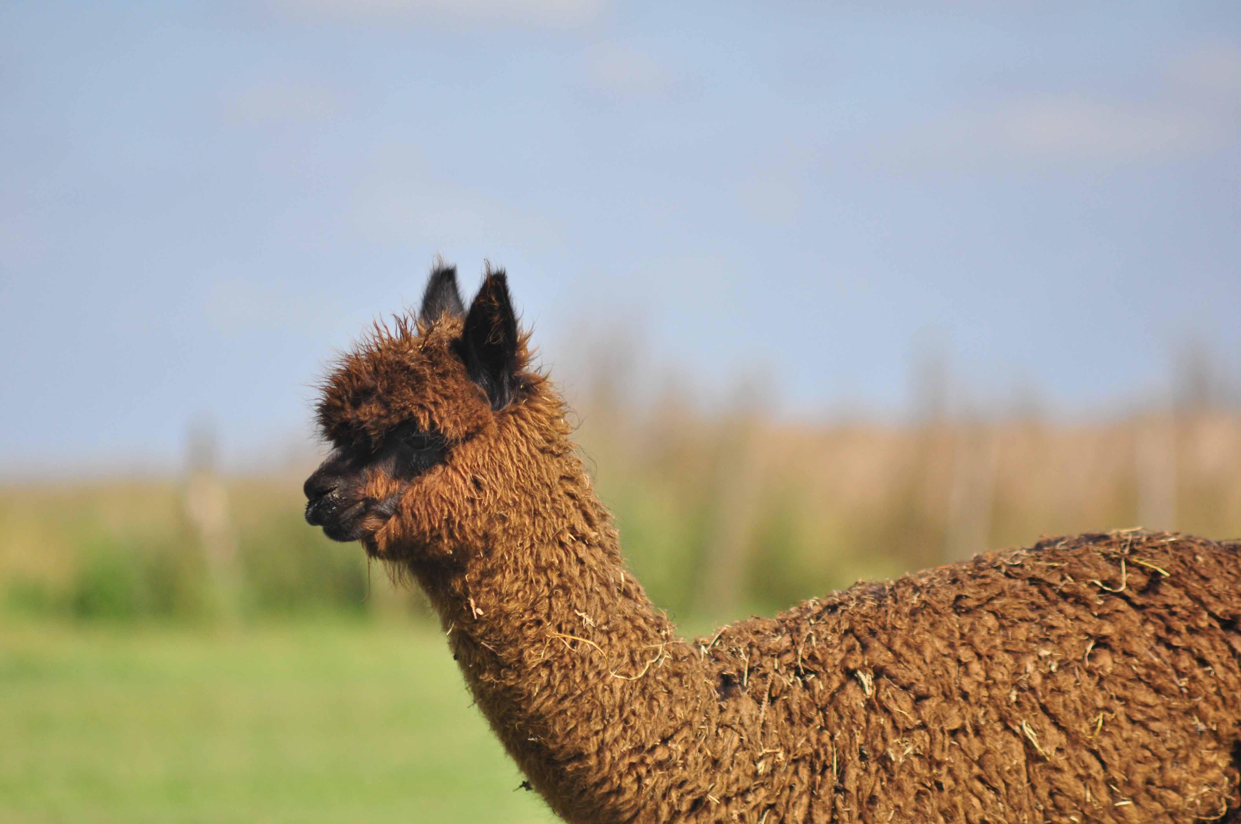 Alpacas