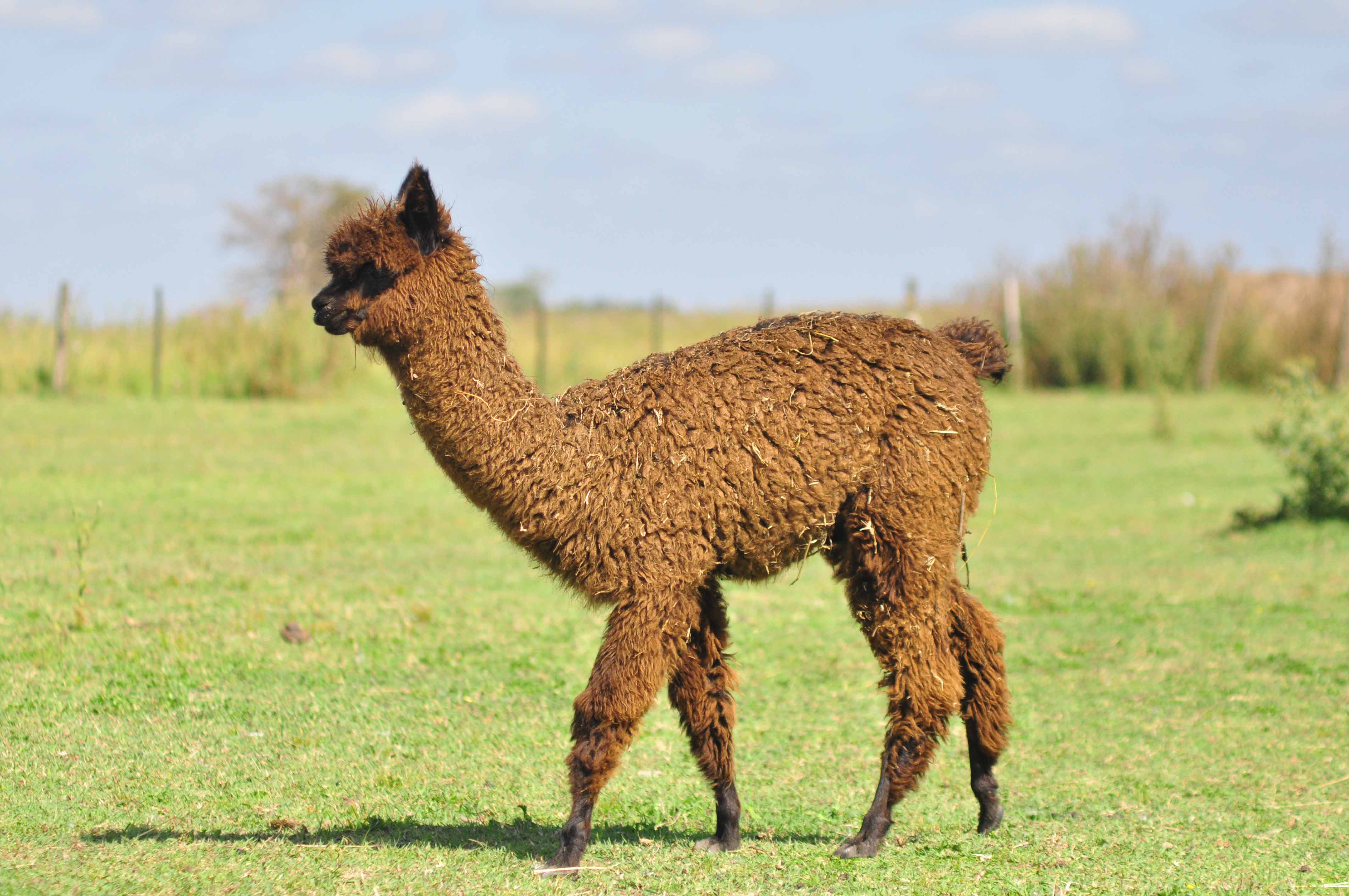 Alpacas