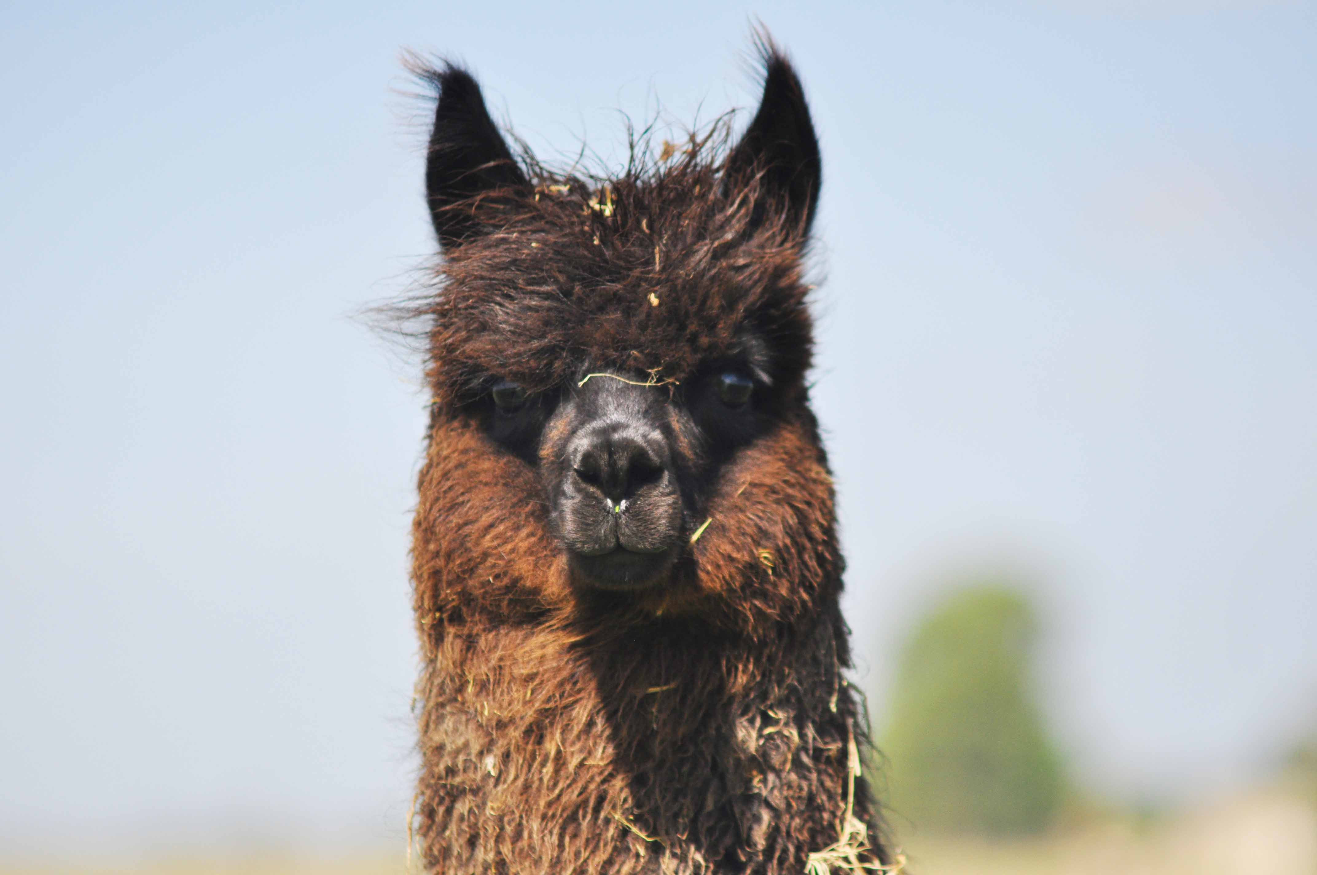 Alpacas