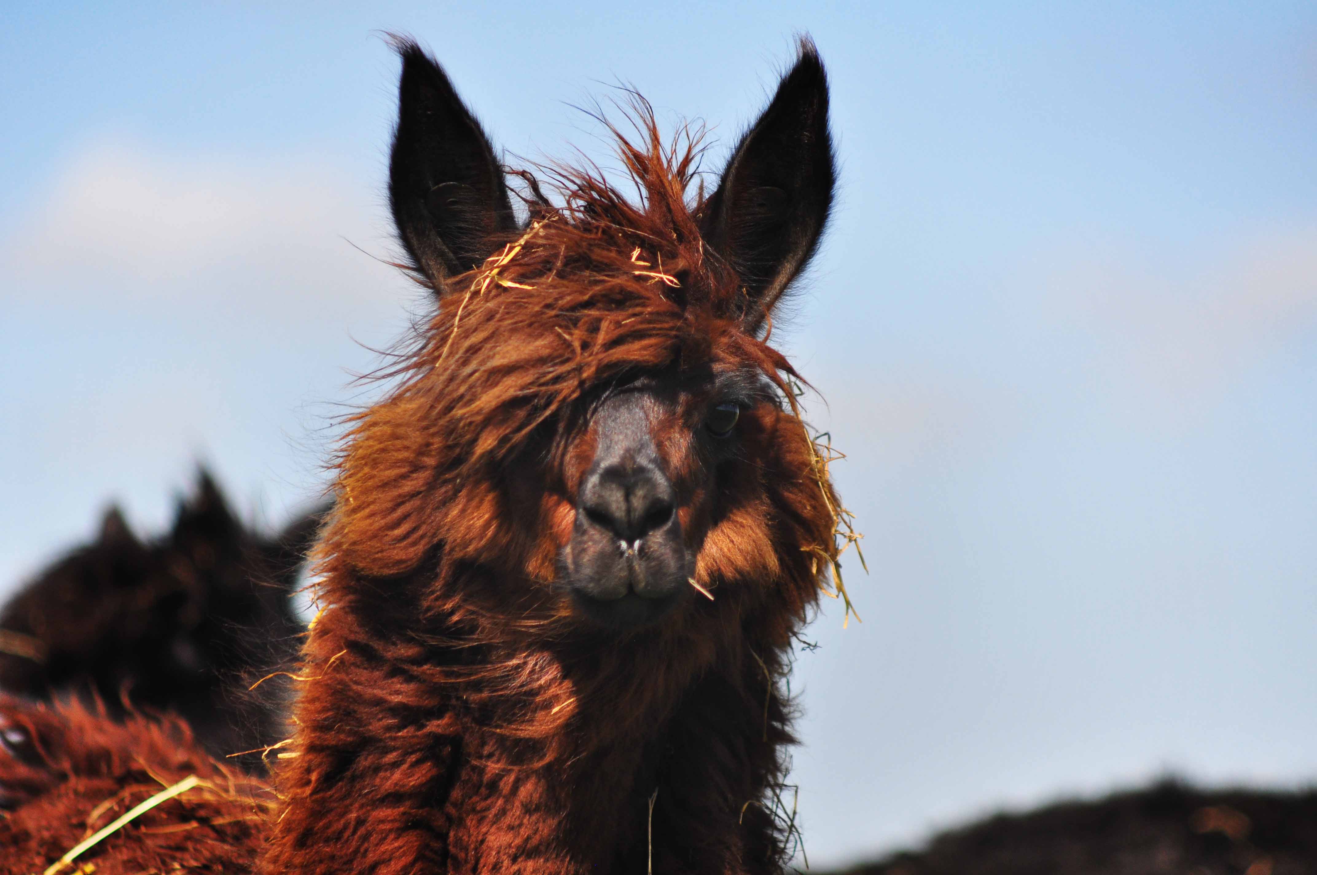 Alpacas