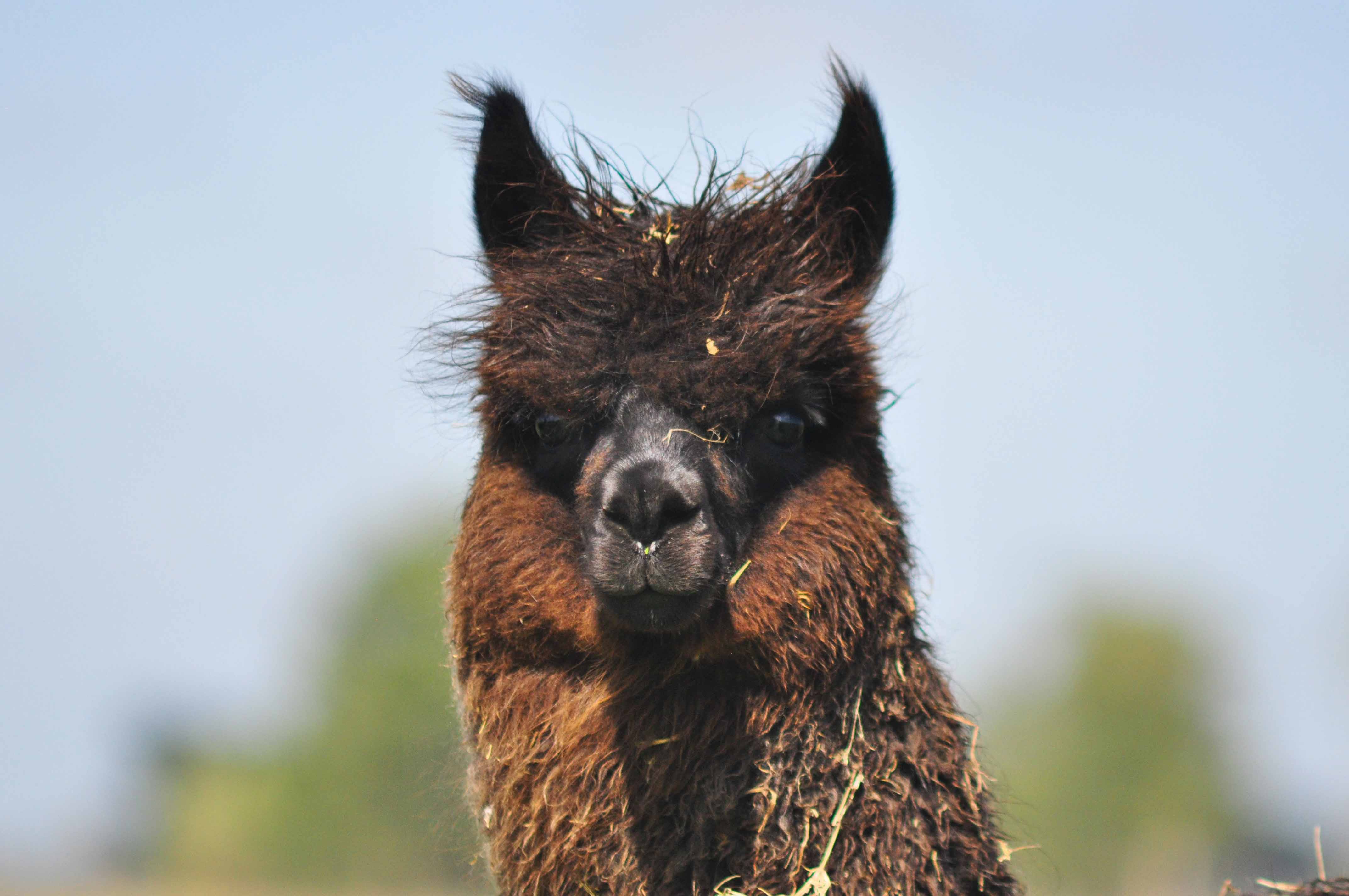 Alpacas